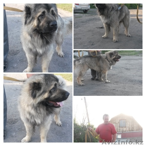продаются щенки кавказкой овчарки - Изображение #2, Объявление #1275854