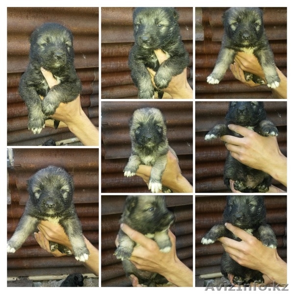 продаются щенки кавказкой овчарки - Изображение #3, Объявление #1275854