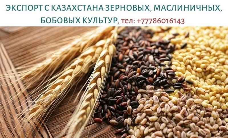 Экспорт зерновых, масличных, бобовых крупным оптом с Казахстана, тел. +777860161 - Изображение #1, Объявление #1697614