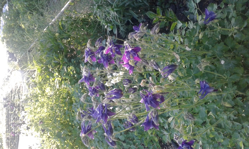 Общество  "Химик" - Изображение #4, Объявление #1741014