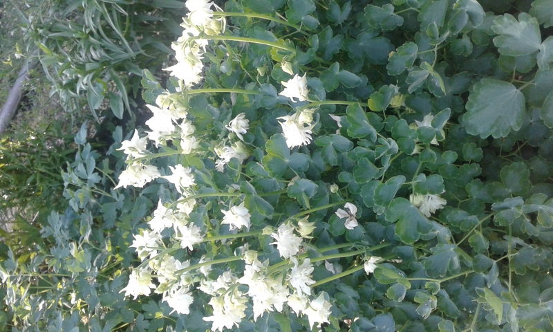 Общество  "Химик" - Изображение #5, Объявление #1741014