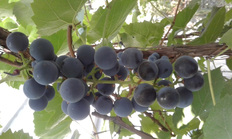 Общество  "Химик" - Изображение #3, Объявление #1741014